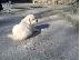 PoulaTo: Kαλή τιμή!!!.Πουλάω όμορφα κουτάβια ράτσα GOLDEN RETRIEVER- Γκολντεν Ριτριβερ-250 euro...